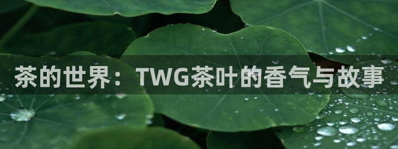 安信12级