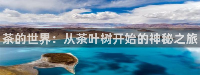 安信4特邀55 12