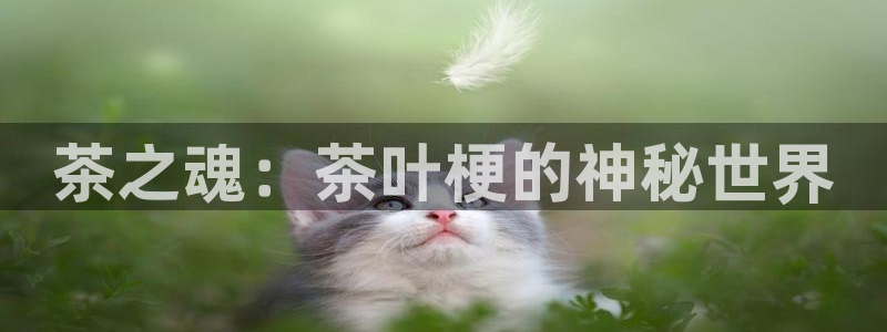 安信可wb12