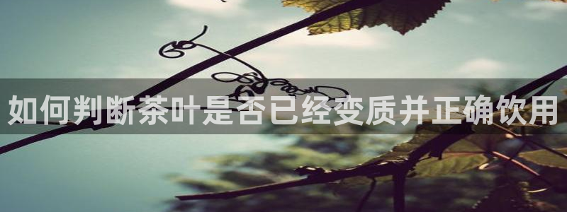 安信12专用挂机